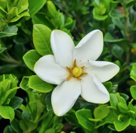 VELA DE SOJA WILD GARDENIA